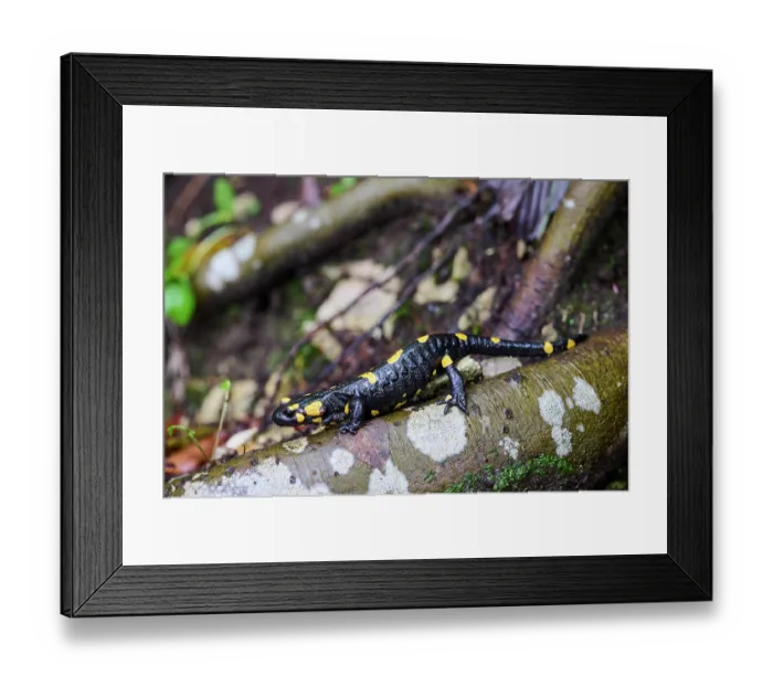 Framed Print : Fire salamander (Salamandra salamandra) resting on tree trunk, Plitvice Lakes National Park, Croatia. October Framed Print : Fire salamander (Salamandra salamandra) resting on tree trunk, Plitvice Lakes National Park, Croatia. October
