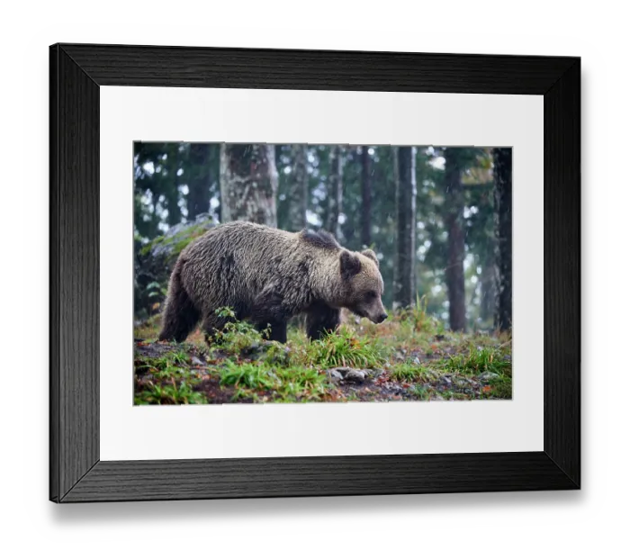 Framed Print : Brown bear (Ursus arctos) female, aged 7 years, walking in the forest, Crna Gora private forest, Croatia. October Framed Print : Brown bear (Ursus arctos) female, aged 7 years, walking in the forest, Crna Gora private forest, Croatia. October