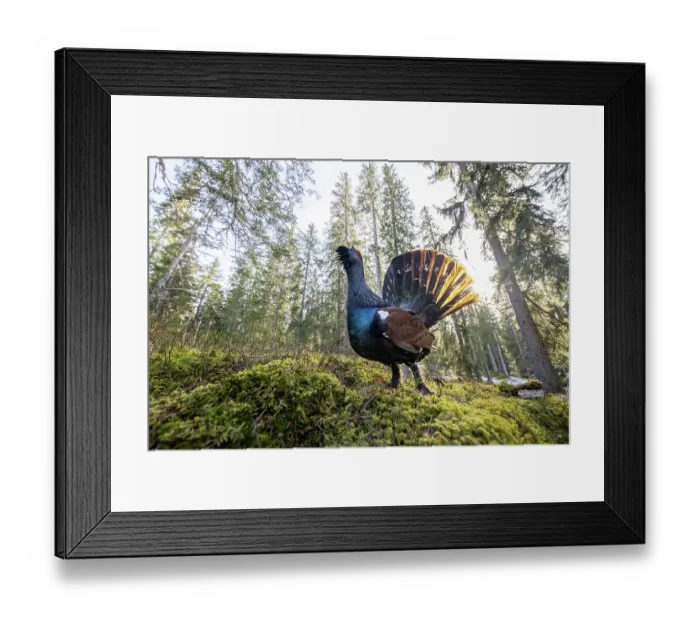 Framed Print : Western capercaillie (Tetrao urogallus) male calling in forest, Switzerland. February Framed Print : Western capercaillie (Tetrao urogallus) male calling in forest, Switzerland. February