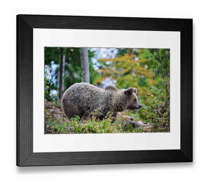 Framed Print : Brown bear (Ursus arctos) female, aged 7 years, standing in the forest, Crna Gora private forest, Croatia. October Framed Print : Brown bear (Ursus arctos) female, aged 7 years, standing in the forest, Crna Gora private forest, Croatia. October
