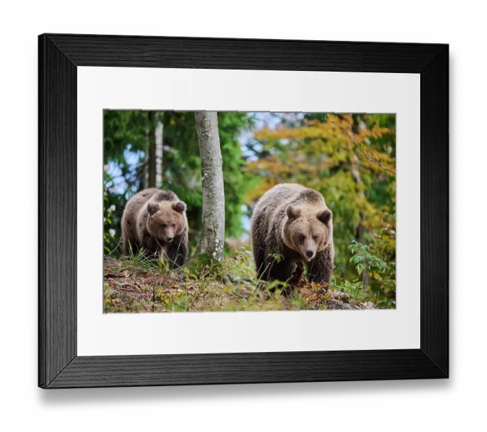 Framed Print : Brown bear (Ursus arctos) female, aged 7 years, with cub, aged 10 months, walking through forest, Crna Gora private forest, Croatia. October Framed Print : Brown bear (Ursus arctos) female, aged 7 years, with cub, aged 10 months, walking through forest, Crna Gora private forest, Croatia. October