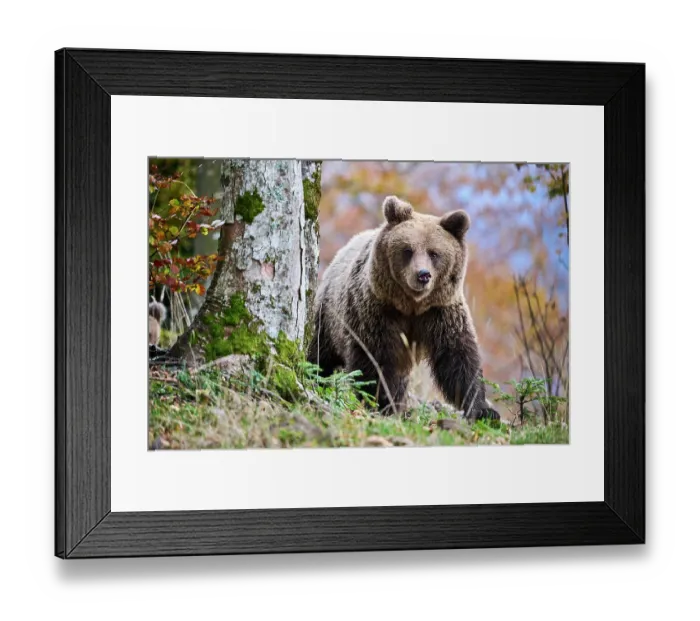 Framed Print : Brown bear (Ursus arctos) female, aged 7 years, running in the forest, Crna Gora private forest, Croatia. October Framed Print : Brown bear (Ursus arctos) female, aged 7 years, running in the forest, Crna Gora private forest, Croatia. October