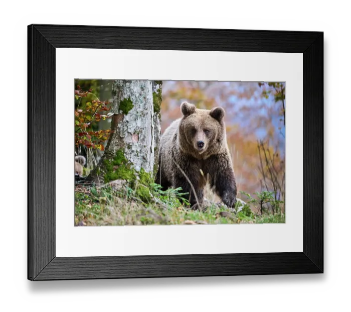 Framed Print : Brown bear (Ursus arctos) female, aged 7 years, running in the forest, Crna Gora private forest, Croatia. October Framed Print : Brown bear (Ursus arctos) female, aged 7 years, running in the forest, Crna Gora private forest, Croatia. October