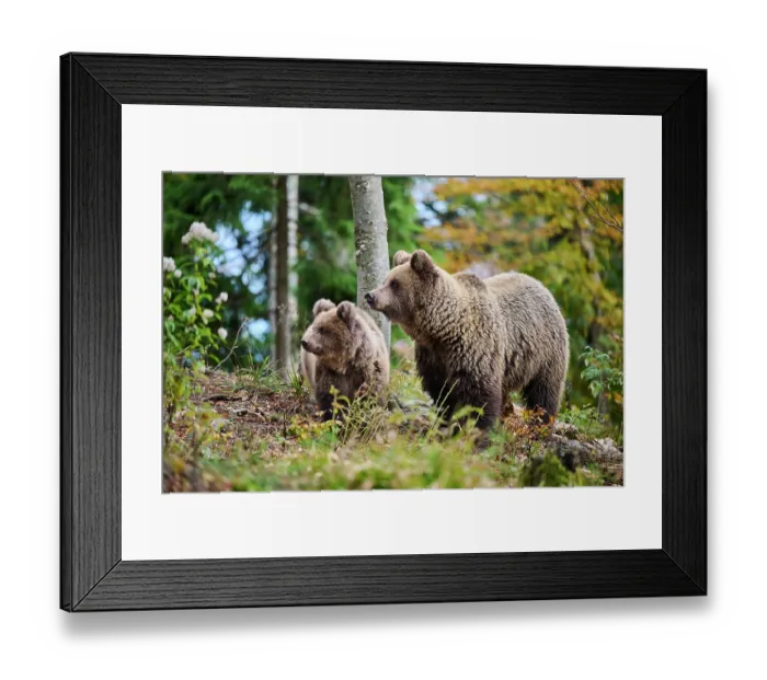 Framed Print : Brown bear (Ursus arctos) female, aged 7 years, with cub, aged 10 months, standing in forest, Crna Gora private forest, Croatia. October Framed Print : Brown bear (Ursus arctos) female, aged 7 years, with cub, aged 10 months, standing in forest, Crna Gora private forest, Croatia. October