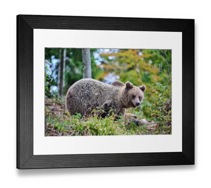 Framed Print : Brown bear (Ursus arctos) female, aged 7 years, standing in the forest, Crna Gora private forest, Croatia. October Framed Print : Brown bear (Ursus arctos) female, aged 7 years, standing in the forest, Crna Gora private forest, Croatia. October