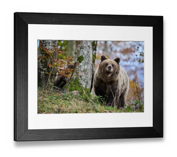 Framed Print : Brown bear (Ursus arctos) female, aged 7 years, running in the forest, Crna Gora private forest, Croatia. October Framed Print : Brown bear (Ursus arctos) female, aged 7 years, running in the forest, Crna Gora private forest, Croatia. October