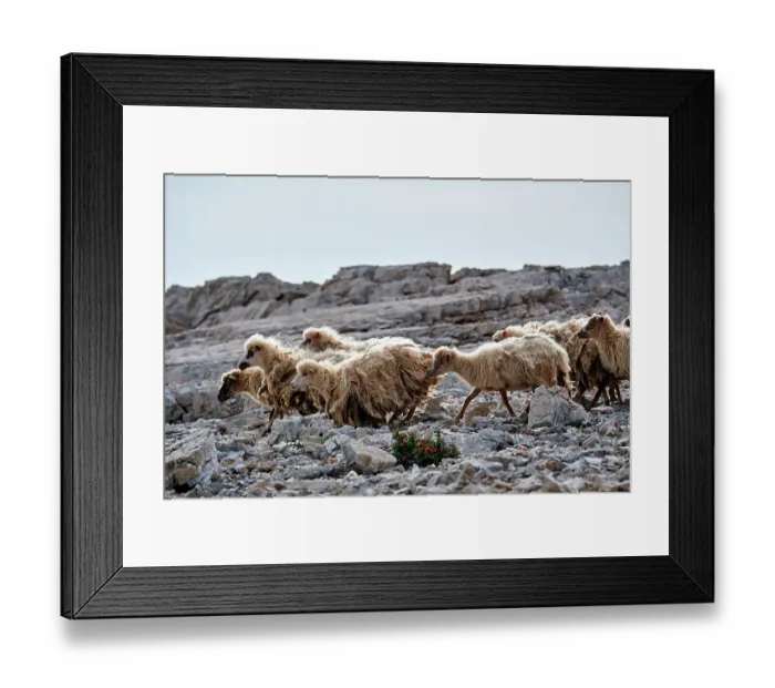 Framed Print : Herd of Dalmatian pramenka sheep running over rocky ground, Mana Island, Kornati National Park, Croatia. October Framed Print : Herd of Dalmatian pramenka sheep running over rocky ground, Mana Island, Kornati National Park, Croatia. October
