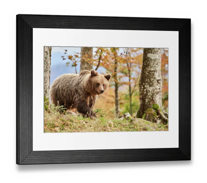 Framed Print : Brown bear (Ursus arctos) female, aged 7 years, walking through forest, Crna Gora private forest, Croatia. October Framed Print : Brown bear (Ursus arctos) female, aged 7 years, walking through forest, Crna Gora private forest, Croatia. October