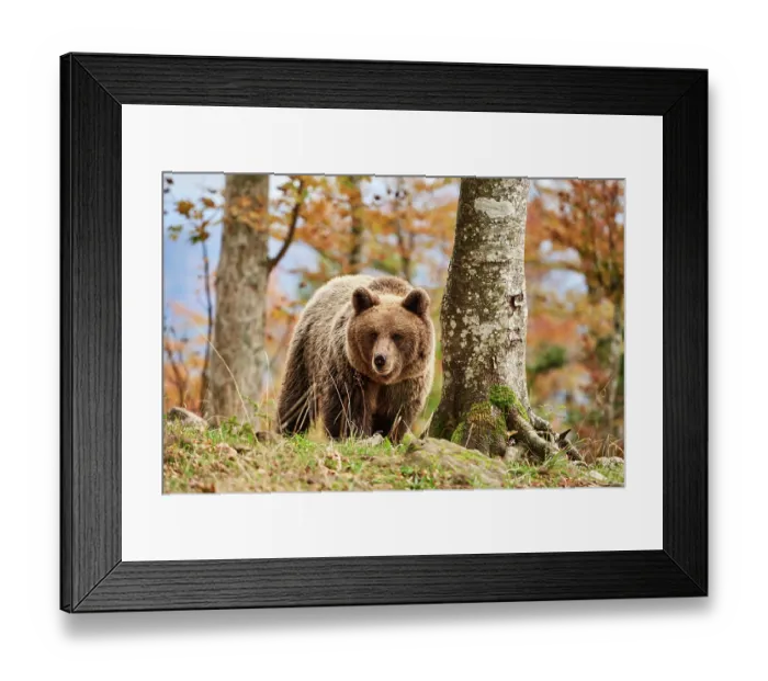 Framed Print : Brown bear (Ursus arctos) female, aged 7 years, walking through forest, Crna Gora private forest, Croatia. October Framed Print : Brown bear (Ursus arctos) female, aged 7 years, walking through forest, Crna Gora private forest, Croatia. October