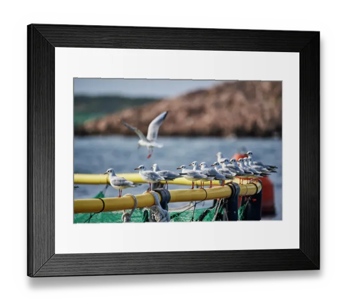 Framed Print : Group of Black-headed gulls (Larus ridibundus) perched along an offshore fish pen at a Seabass farm in the vicinity of Kornati National Park, Adriatic Sea, Croatia. October Framed Print : Group of Black-headed gulls (Larus ridibundus) perched along an offshore fish pen at a Seabass farm in the vicinity of Kornati National Park, Adriatic Sea, Croatia. October