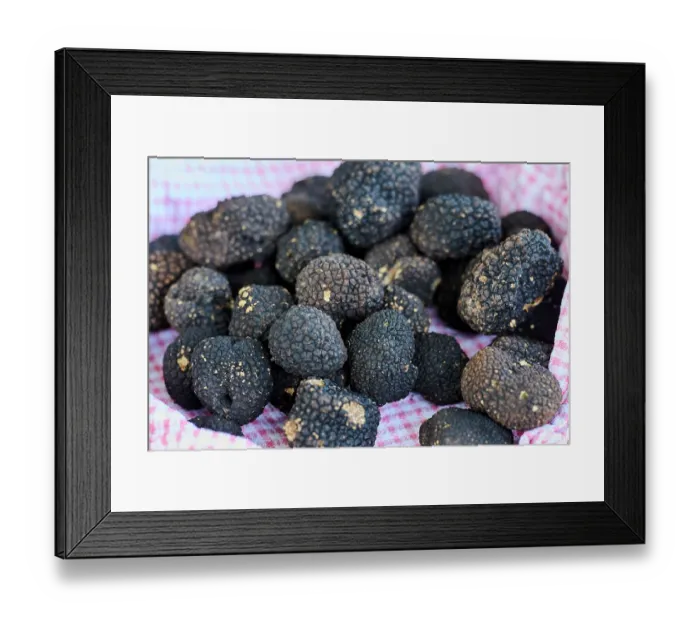 Framed Print : Autumn Black truffles (Tuber Uncinatum) on a piece of cloth, Karlic Tartufi, Buzet, Central Istria, Croatia. October Framed Print : Autumn Black truffles (Tuber Uncinatum) on a piece of cloth, Karlic Tartufi, Buzet, Central Istria, Croatia. October