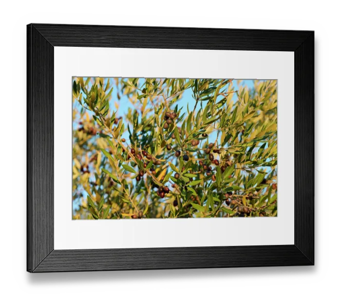 Framed Print : Olive tree (Olea europaea) in fruit, Buzet, Central Istria, Croatia. October Framed Print : Olive tree (Olea europaea) in fruit, Buzet, Central Istria, Croatia. October