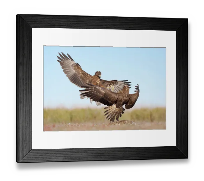 Framed Print : Two Swamp harriers (Circus approximans) fighting over European hare (Lepus europaeus) prey, Lake Ellesmere, Canterbury, New Zealand. March Framed Print : Two Swamp harriers (Circus approximans) fighting over European hare (Lepus europaeus) prey, Lake Ellesmere, Canterbury, New Zealand. March