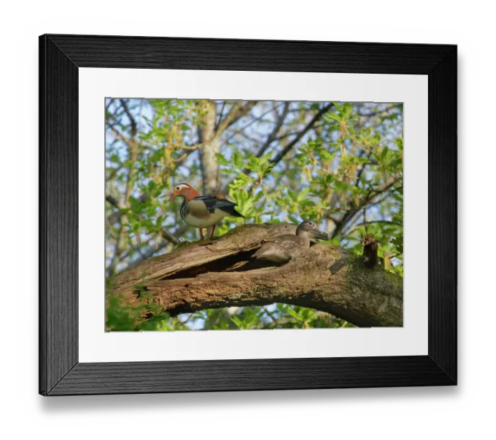 Framed Print : Mandarin duck (Aix galericulata) female, emerging from a potential nest site in a hollow branch of an English oak tree (Quercus robur) with the drake standing nearby Framed Print : Mandarin duck (Aix galericulata) female, emerging from a potential nest site in a hollow branch of an English oak tree (Quercus robur) with the drake standing nearby