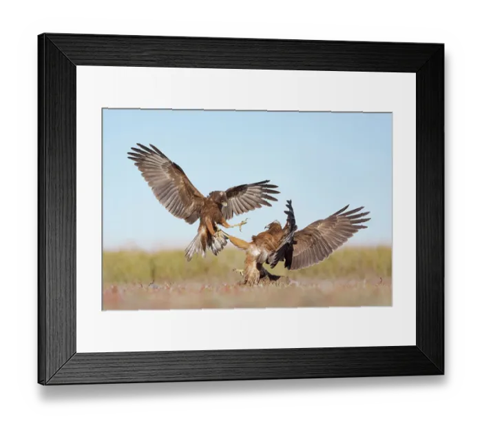 Framed Print : Two Swamp harriers (Circus approximans) fighting over European hare (Lepus europaeus) prey, Lake Ellesmere, Canterbury, New Zealand. March Framed Print : Two Swamp harriers (Circus approximans) fighting over European hare (Lepus europaeus) prey, Lake Ellesmere, Canterbury, New Zealand. March