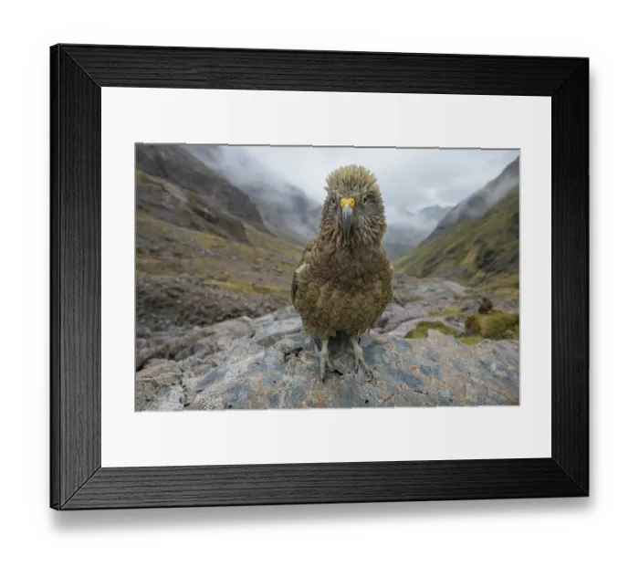 Framed Print : Kea (Nestor notabilis) juvenile, perched on rock, Arthur's Pass National Park, South Island, New Zealand. Endangered Framed Print : Kea (Nestor notabilis) juvenile, perched on rock, Arthur's Pass National Park, South Island, New Zealand. Endangered