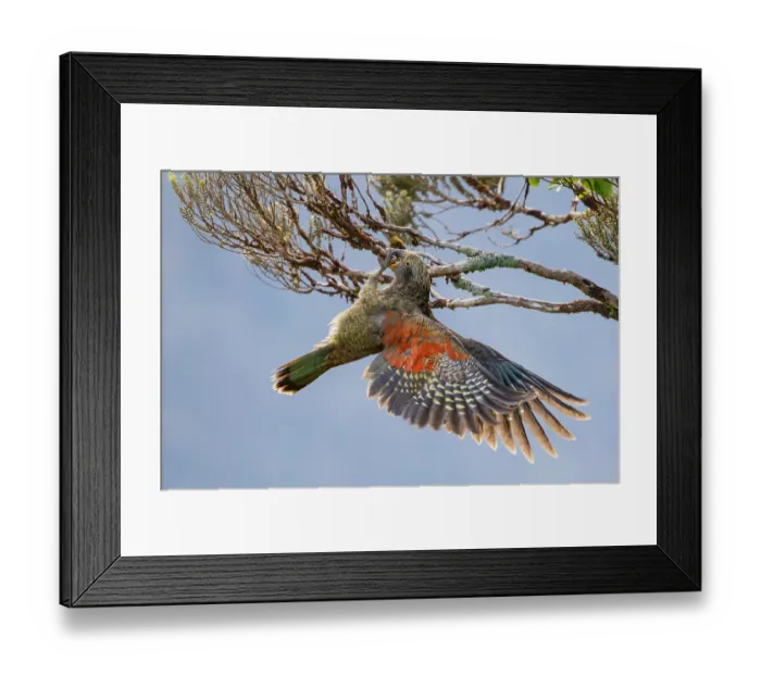 Framed Print : Kea (Nestor notabilis) juvenile, hanging on to branch with beak and foot, Arthur's Pass National Park, South Island, New Zealand. May. Endangered Framed Print : Kea (Nestor notabilis) juvenile, hanging on to branch with beak and foot, Arthur's Pass National Park, South Island, New Zealand. May. Endangered