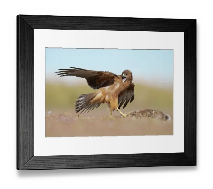 Framed Print : Swamp harrier (Circus approximans) covering European hare (Lepus europaeus) prey with it's wings, while calling, Lake Ellesmere, Canterbury, New Zealand. March Framed Print : Swamp harrier (Circus approximans) covering European hare (Lepus europaeus) prey with it's wings, while calling, Lake Ellesmere, Canterbury, New Zealand. March