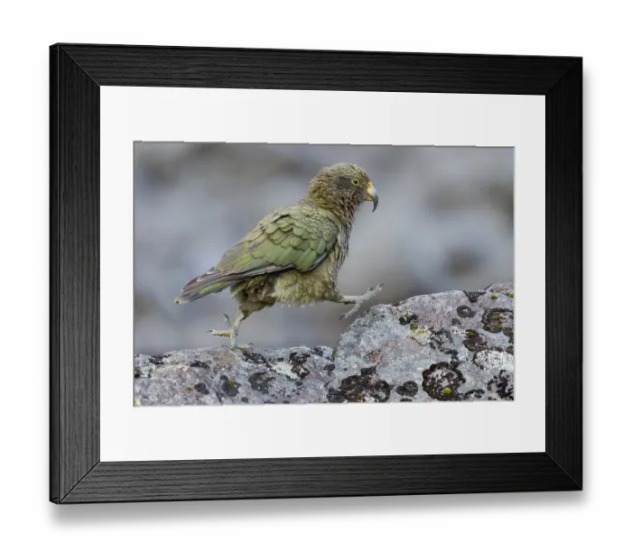 Framed Print : Kea (Nestor notabilis) juvenile, walking over a rock, Arthur's Pass National Park, South Island, New Zealand. May. Endangered Framed Print : Kea (Nestor notabilis) juvenile, walking over a rock, Arthur's Pass National Park, South Island, New Zealand. May. Endangered