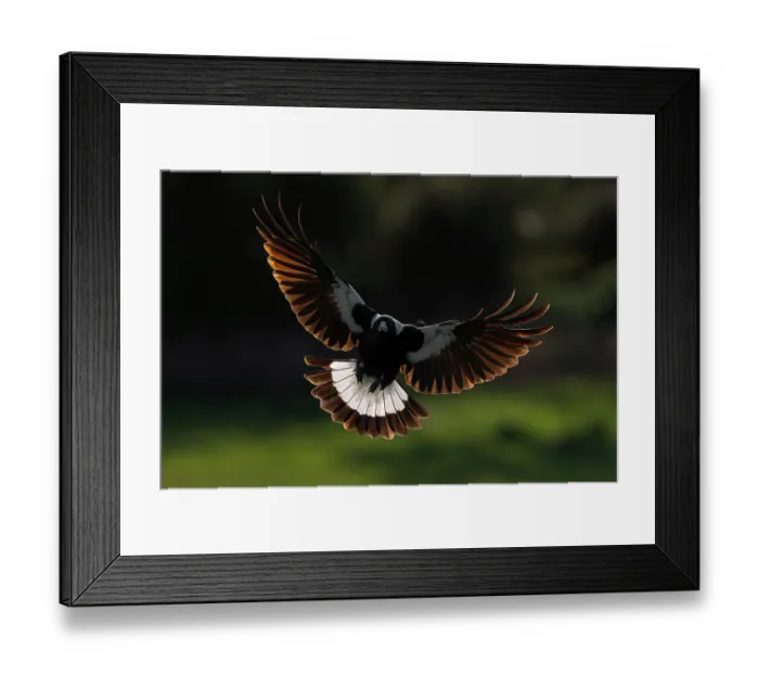 Framed Print : Australian magpie (Gymnorhina tibicen) male, in flight, backlit in late evening light, Canterbury, South Island, New Zealand. August Framed Print : Australian magpie (Gymnorhina tibicen) male, in flight, backlit in late evening light, Canterbury, South Island, New Zealand. August