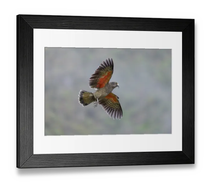 Framed Print : Kea (Nestor notabilis) juvenile, in flight, Arthur's Pass National Park, South Island, New Zealand. May. Endangered Framed Print : Kea (Nestor notabilis) juvenile, in flight, Arthur's Pass National Park, South Island, New Zealand. May. Endangered