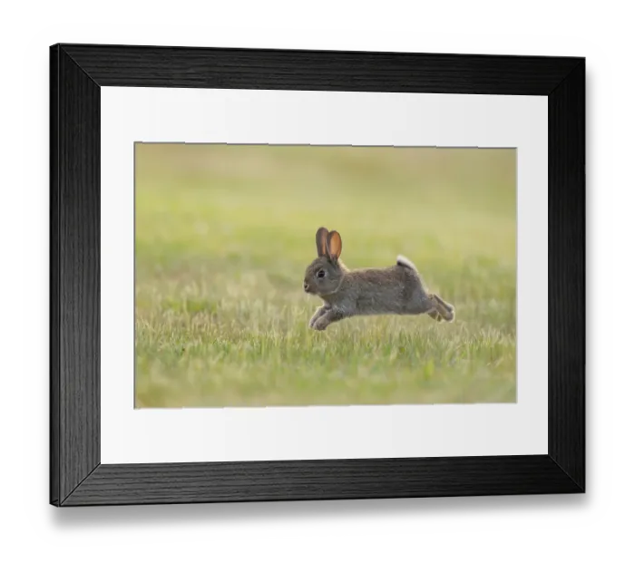 Framed Print : Rabbit (Oryctolagus cuniculus) juvenile running on grass, Canterbury, South Island, New Zealand. October Framed Print : Rabbit (Oryctolagus cuniculus) juvenile running on grass, Canterbury, South Island, New Zealand. October