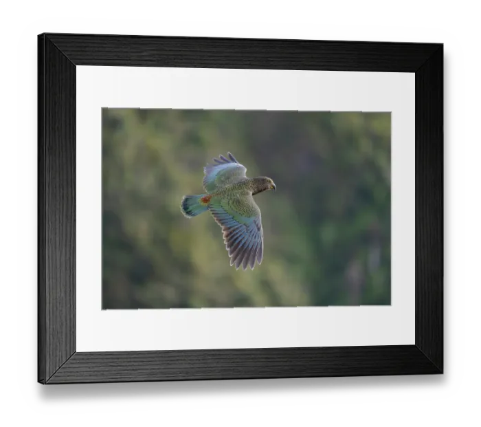 Framed Print : RF - Kea (Nestor notabilis) juvenile, in flight, Arthur's Pass National Park, South Island, New Zealand. May. Endangered Framed Print : RF - Kea (Nestor notabilis) juvenile, in flight, Arthur's Pass National Park, South Island, New Zealand. May. Endangered