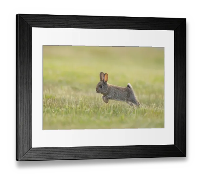 Framed Print : Rabbit (Oryctolagus cuniculus) juvenile running on grass, Canterbury, South Island, New Zealand. October Framed Print : Rabbit (Oryctolagus cuniculus) juvenile running on grass, Canterbury, South Island, New Zealand. October