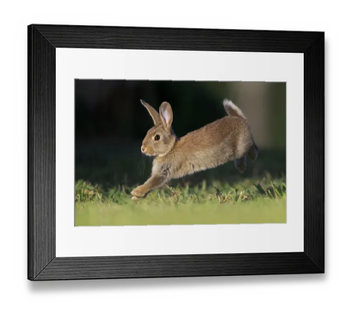 Framed Print : RF - Rabbit (Oryctolagus cuniculus) juvenile, running on grass, Canterbury, South Island, New Zealand. October Framed Print : RF - Rabbit (Oryctolagus cuniculus) juvenile, running on grass, Canterbury, South Island, New Zealand. October