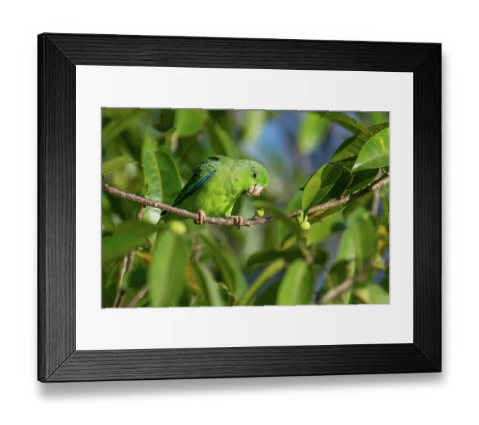 Framed Print : Green-rumped parrotlet (Forpus culiverde) perched on branch feeding on figs, Georgetown, Guyana Framed Print : Green-rumped parrotlet (Forpus culiverde) perched on branch feeding on figs, Georgetown, Guyana