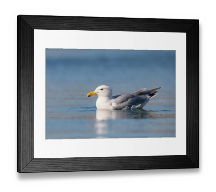 Framed Print : Glaucous-winged gull (Larus glaucescens) on water in harbour, Homer, Alaska, USA. June Framed Print : Glaucous-winged gull (Larus glaucescens) on water in harbour, Homer, Alaska, USA. June