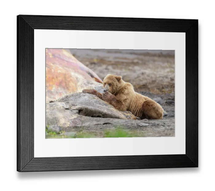 Framed Print : Brown bear (Ursus arctos) feeding on whale carcass on beach, Katmai National Park, Alaska, USA. June Framed Print : Brown bear (Ursus arctos) feeding on whale carcass on beach, Katmai National Park, Alaska, USA. June