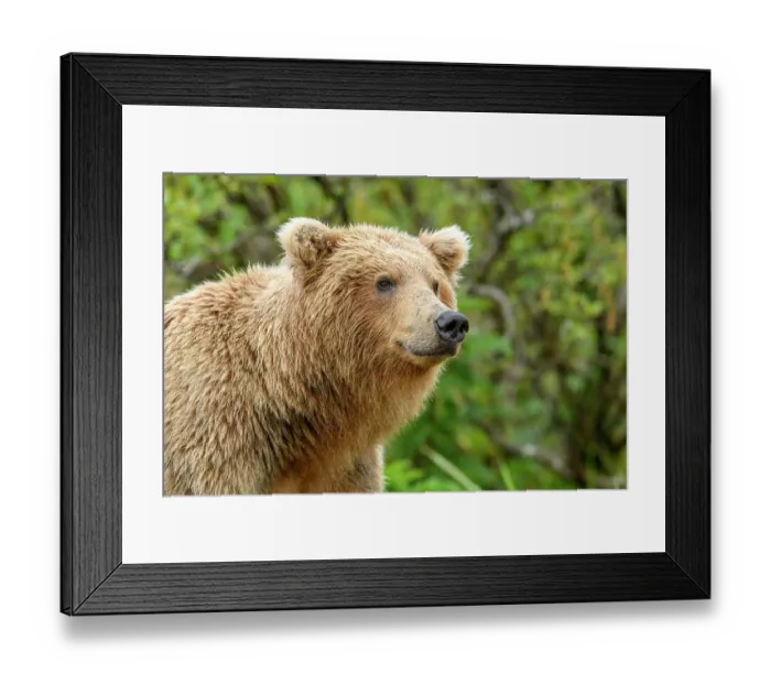 Framed Print : Brown bear (Ursus arctos) portrait, Katmai National Park, Alaska, USA. June Framed Print : Brown bear (Ursus arctos) portrait, Katmai National Park, Alaska, USA. June