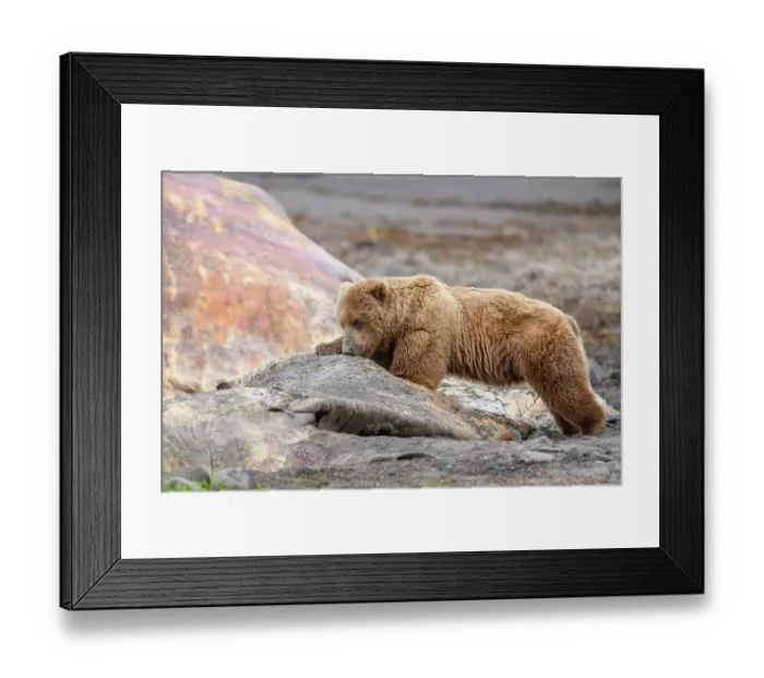 Framed Print : Brown bear (Ursus arctos) feeding on whale carcass on beach, Katmai National Park, Alaska, USA. June Framed Print : Brown bear (Ursus arctos) feeding on whale carcass on beach, Katmai National Park, Alaska, USA. June