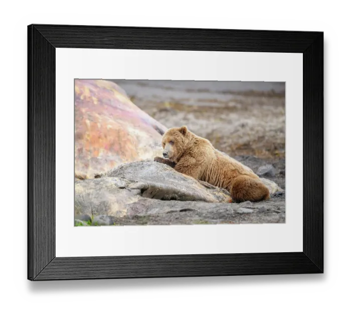 Framed Print : Brown bear (Ursus arctos) feeding on whale carcass on beach, Katmai National Park, Alaska, USA. June Framed Print : Brown bear (Ursus arctos) feeding on whale carcass on beach, Katmai National Park, Alaska, USA. June