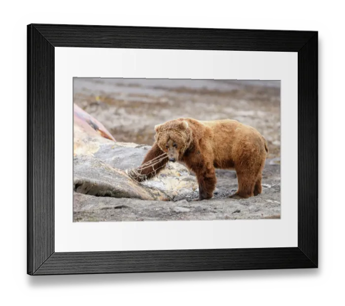 Framed Print : Brown bear (Ursus arctos) feeding on whale carcass on beach, Katmai National Park, Alaska, USA. June Framed Print : Brown bear (Ursus arctos) feeding on whale carcass on beach, Katmai National Park, Alaska, USA. June