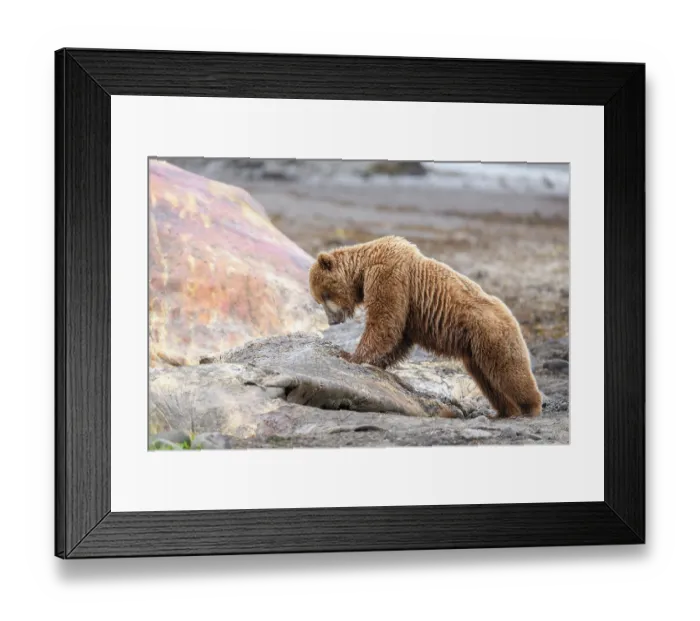 Framed Print : Brown bear (Ursus arctos) feeding on whale carcass on beach, Katmai National Park, Alaska, USA. June Framed Print : Brown bear (Ursus arctos) feeding on whale carcass on beach, Katmai National Park, Alaska, USA. June