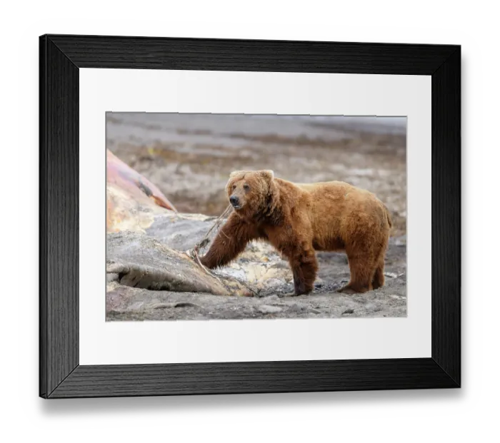 Framed Print : Brown bear (Ursus arctos) feeding on whale carcass on beach, Katmai National Park, Alaska, USA. June