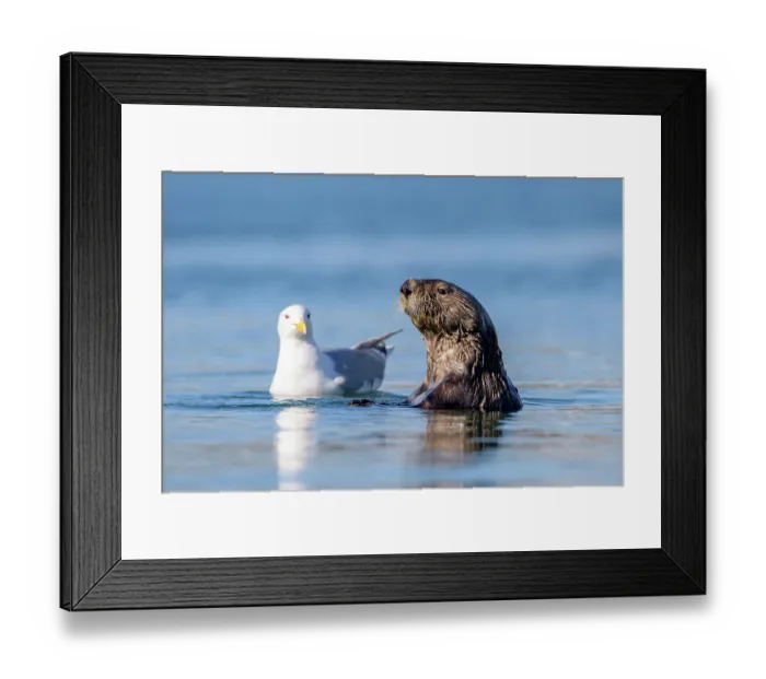 Framed Print : Sea otter (Enhydra lutris) face to face with a Glaucous-winged gull (Larus glaucescens) in a harbour, Homer, Alaska, USA. June Framed Print : Sea otter (Enhydra lutris) face to face with a Glaucous-winged gull (Larus glaucescens) in a harbour, Homer, Alaska, USA. June
