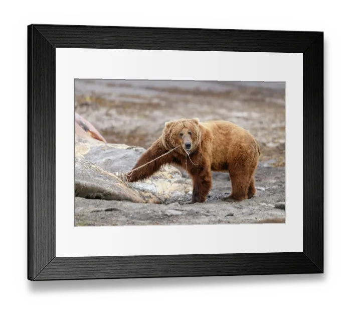 Framed Print : Brown bear (Ursus arctos) feeding on whale carcass on beach, Katmai National Park, Alaska, USA. June Framed Print : Brown bear (Ursus arctos) feeding on whale carcass on beach, Katmai National Park, Alaska, USA. June