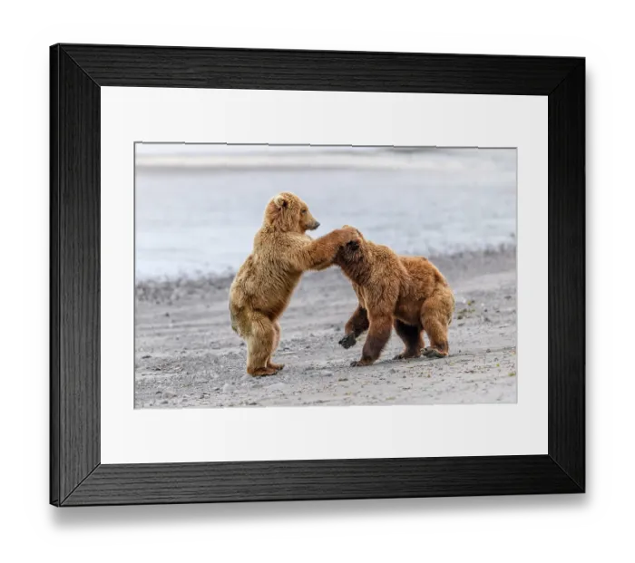Framed Print : Two Brown bear (Ursus arctos) sub-adults play-fighting on beach, Katmai National Park, Alaska, USA. June