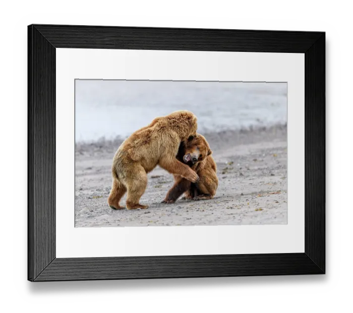 Framed Print : Two Brown bear (Ursus arctos) sub-adults play-fighting on beach, Katmai National Park, Alaska, USA. June Framed Print : Two Brown bear (Ursus arctos) sub-adults play-fighting on beach, Katmai National Park, Alaska, USA. June