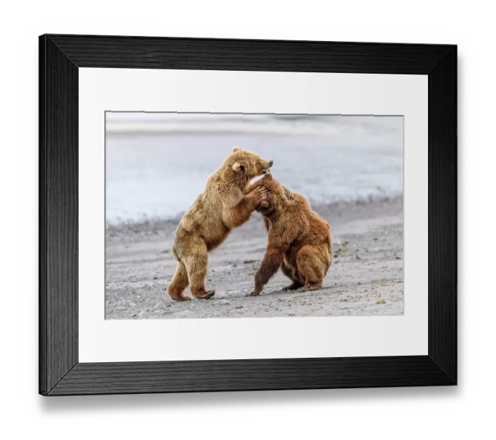 Framed Print : Two Brown bear (Ursus arctos) sub-adults play-fighting on beach, Katmai National Park, Alaska, USA. June Framed Print : Two Brown bear (Ursus arctos) sub-adults play-fighting on beach, Katmai National Park, Alaska, USA. June