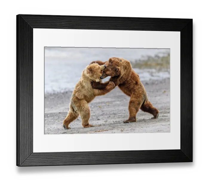 Framed Print : Two Brown bear (Ursus arctos) sub-adults play-fighting on beach, Katmai National Park, Alaska, USA. June Framed Print : Two Brown bear (Ursus arctos) sub-adults play-fighting on beach, Katmai National Park, Alaska, USA. June