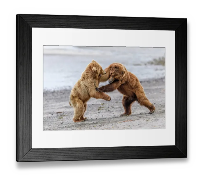 Framed Print : Two Brown bear (Ursus arctos) sub-adults play-fighting on beach, Katmai National Park, Alaska, USA. June Framed Print : Two Brown bear (Ursus arctos) sub-adults play-fighting on beach, Katmai National Park, Alaska, USA. June