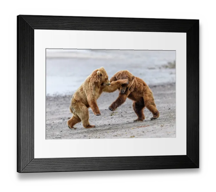 Framed Print : Two Brown bear (Ursus arctos) sub-adults play-fighting on beach, Katmai National Park, Alaska, USA. June Framed Print : Two Brown bear (Ursus arctos) sub-adults play-fighting on beach, Katmai National Park, Alaska, USA. June