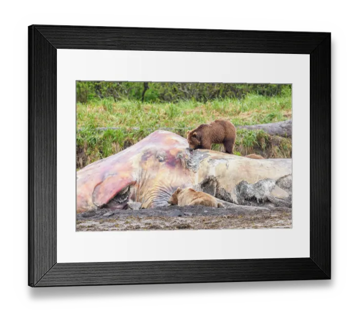Framed Print : Brown bear (Ursus arctos) feeding on whale carcass, Katmai National Park, Alaska, USA. June Framed Print : Brown bear (Ursus arctos) feeding on whale carcass, Katmai National Park, Alaska, USA. June