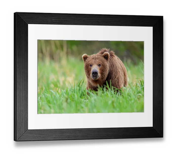 Framed Print : RF - Brown bear (Ursus arctos) walking through long grass, Katmai National Park, Alaska, USA. June. (This image may be licensed either as rights managed or royalty free.) Framed Print : RF - Brown bear (Ursus arctos) walking through long grass, Katmai National Park, Alaska, USA. June. (This image may be licensed either as rights managed or royalty free.)
