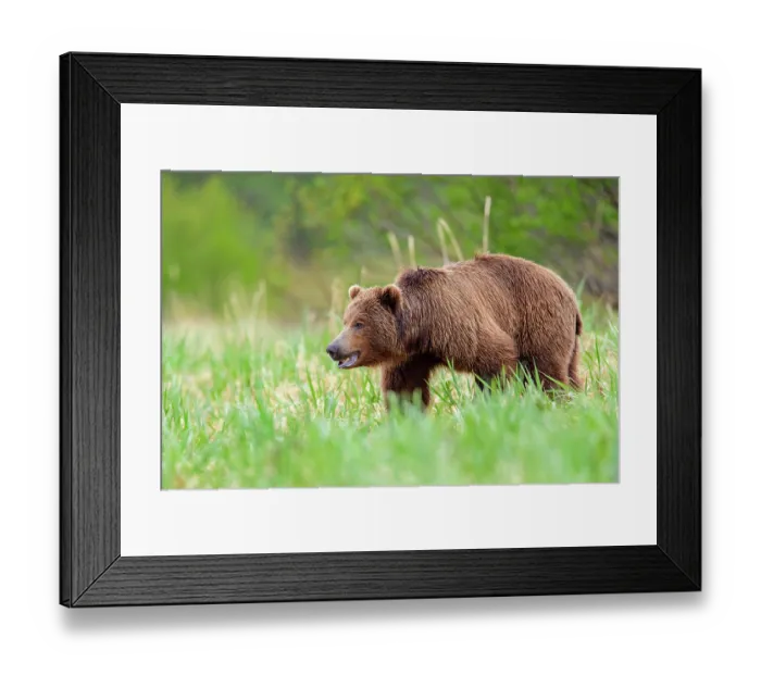 Framed Print : RF - Brown bear (Ursus arctos) walking through long grass, Katmai National Park, Alaska, USA. June. (This image may be licensed either as rights managed or royalty free.) Framed Print : RF - Brown bear (Ursus arctos) walking through long grass, Katmai National Park, Alaska, USA. June. (This image may be licensed either as rights managed or royalty free.)