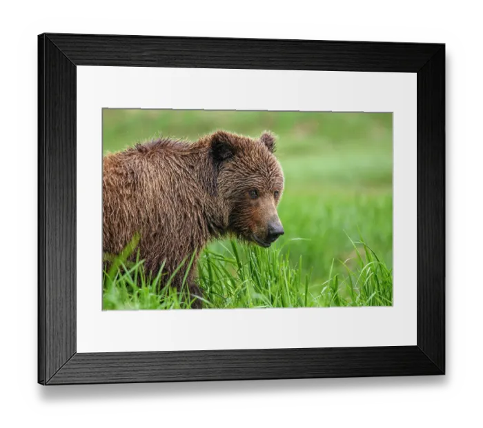 Framed Print : Brown bear (Ursus arctos) female in long vegetation. Katmai National Park, Alaska, USA. June Framed Print : Brown bear (Ursus arctos) female in long vegetation. Katmai National Park, Alaska, USA. June